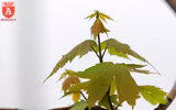 Ngắm hàng phong đỏ trổ lá ở Hà Nội